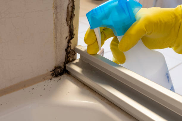 Best Attic Mold Removal  in Coronita, CA